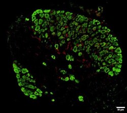 AIF-1/Iba1 Antibody, Novus Biologicals 0.1mg; Unlabeled:Antibodies, Polyclonal